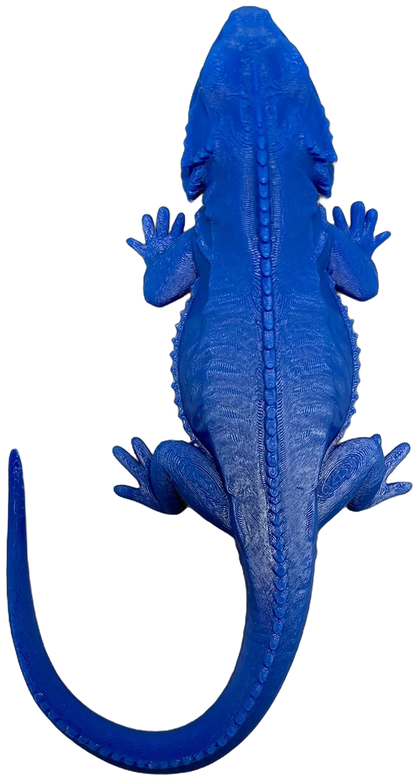 Lizard Chameleon