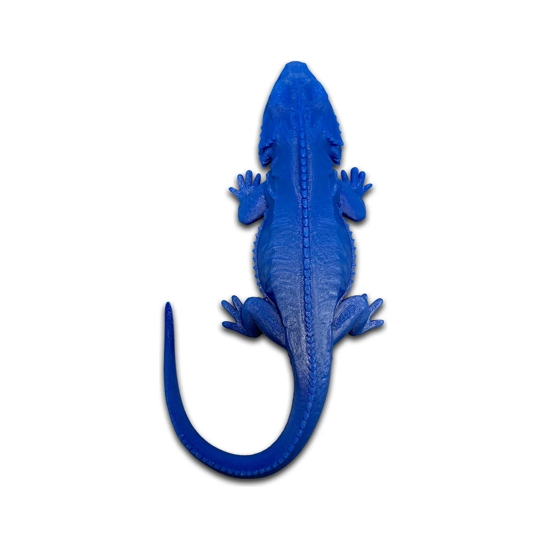 Lizard Chameleon